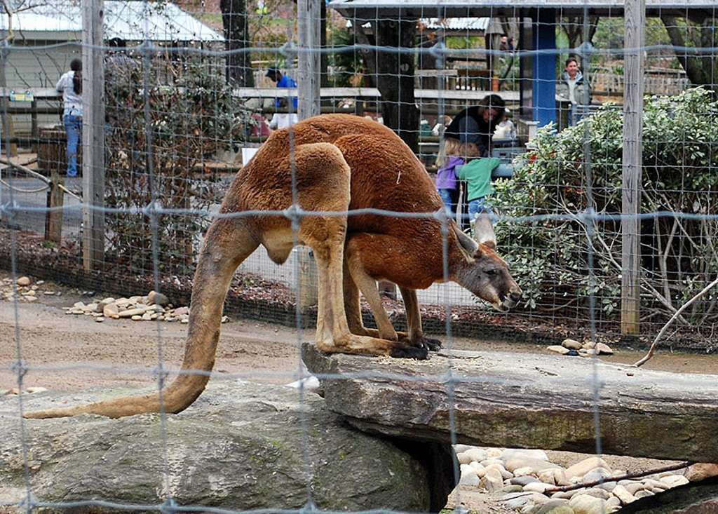 Зоопарк Атланты закрывается рано из-за сильной жары