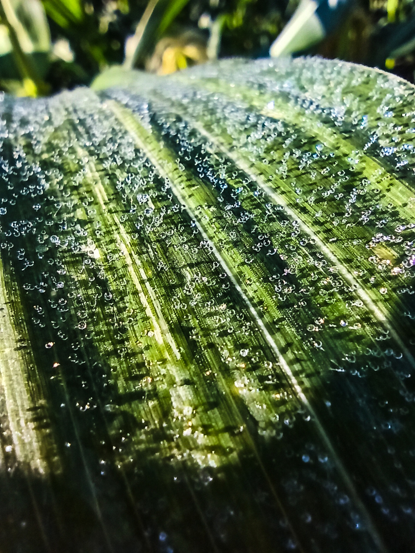 Хочу поделится красотой :)