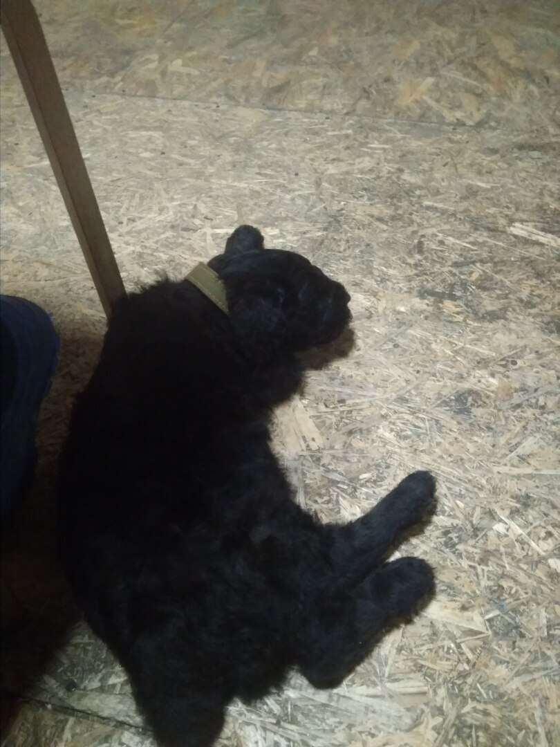 А говорят, что любовь купить нельзя, или Сказ о том, как у меня появилась первая в жизни собака