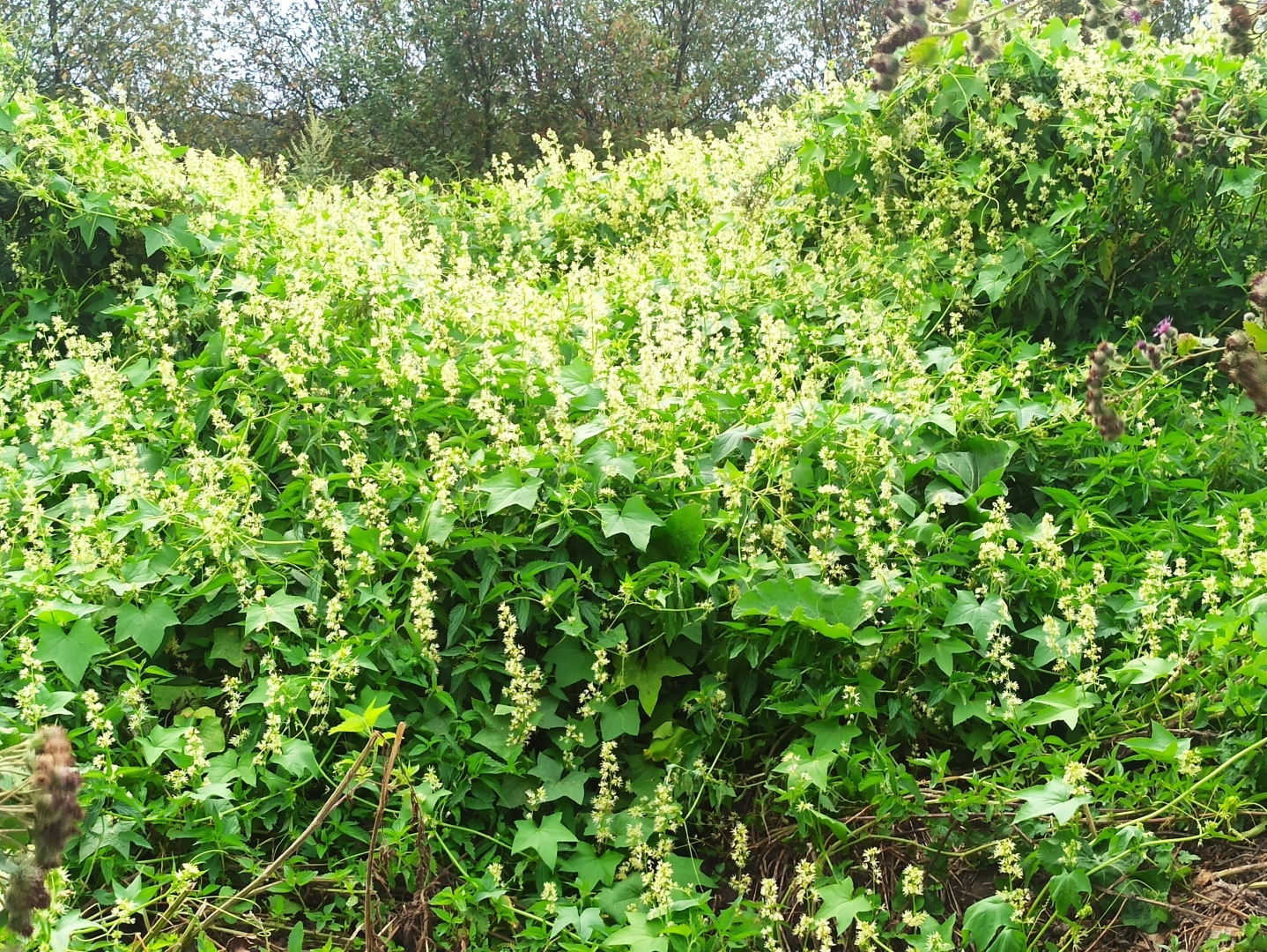 Хочу поделится красотой :)