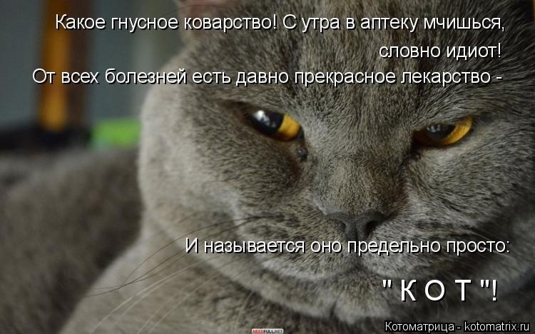 Как коты помогают в тяжелых жизненных ситуациях