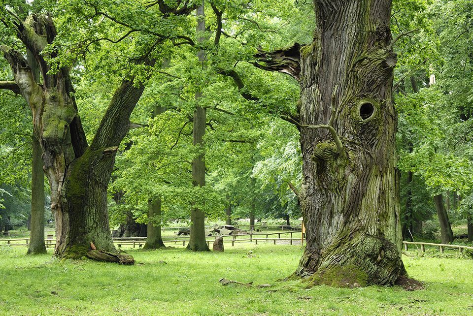 Молчаливые великаны: Сказочный мир деревьев