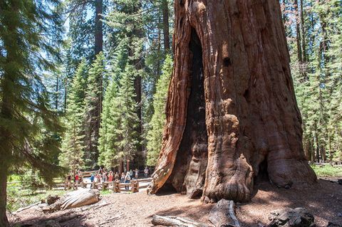 Молчаливые великаны: Сказочный мир деревьев