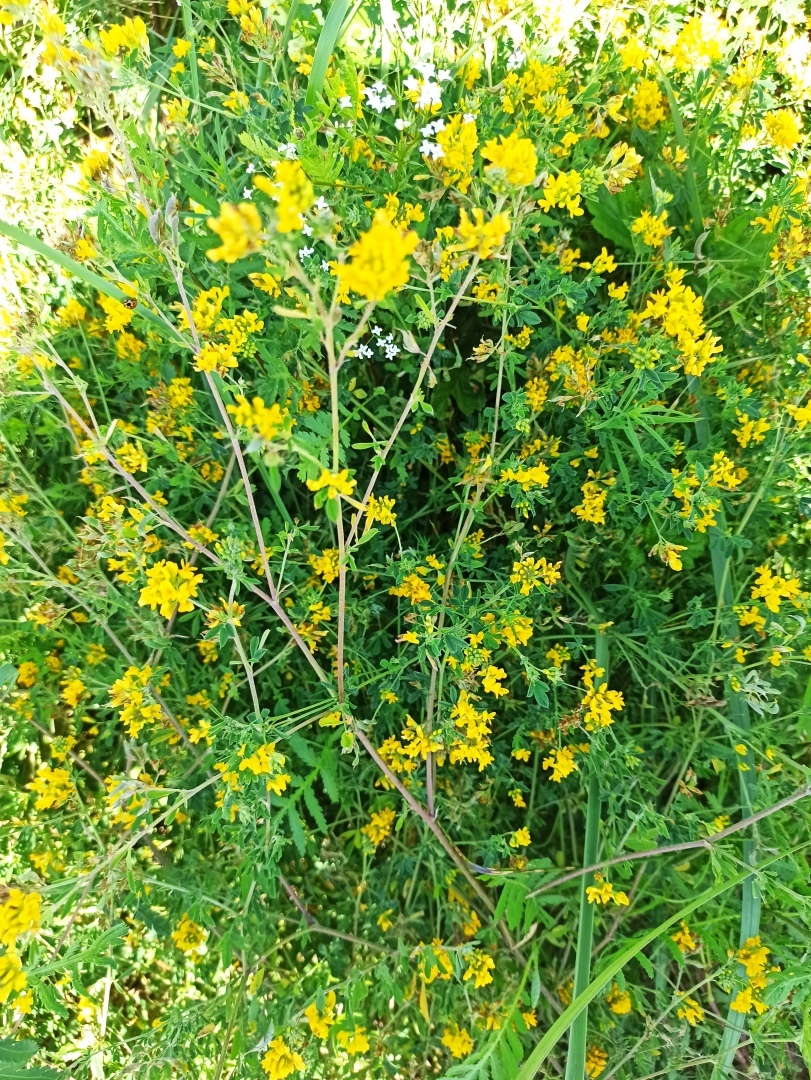 Хочу поделится красотой :)