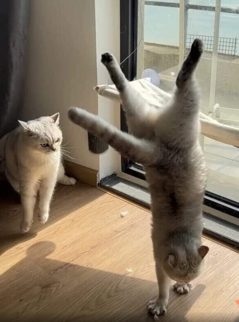 Всякая всячина