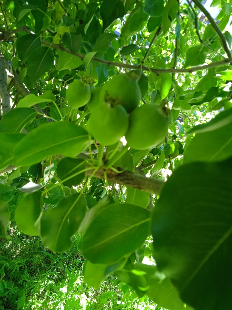 Яблоня-груша: как вырастить чудо дерево