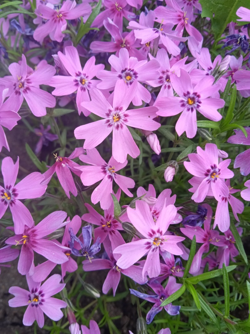 Цветочная экскурсия по моей даче. Часть первая