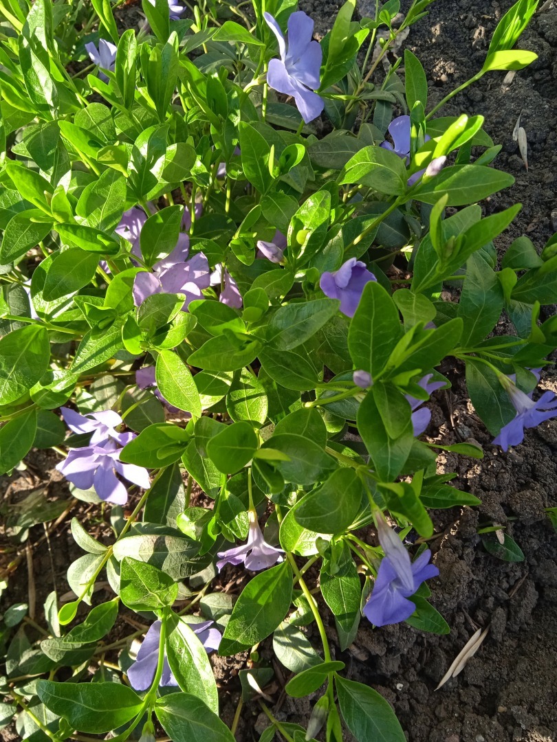 Цветочная экскурсия по моей даче. Часть первая