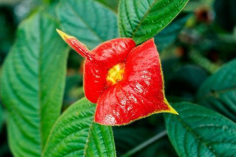 Десять причудливых растений, которыми можно полюбоваться