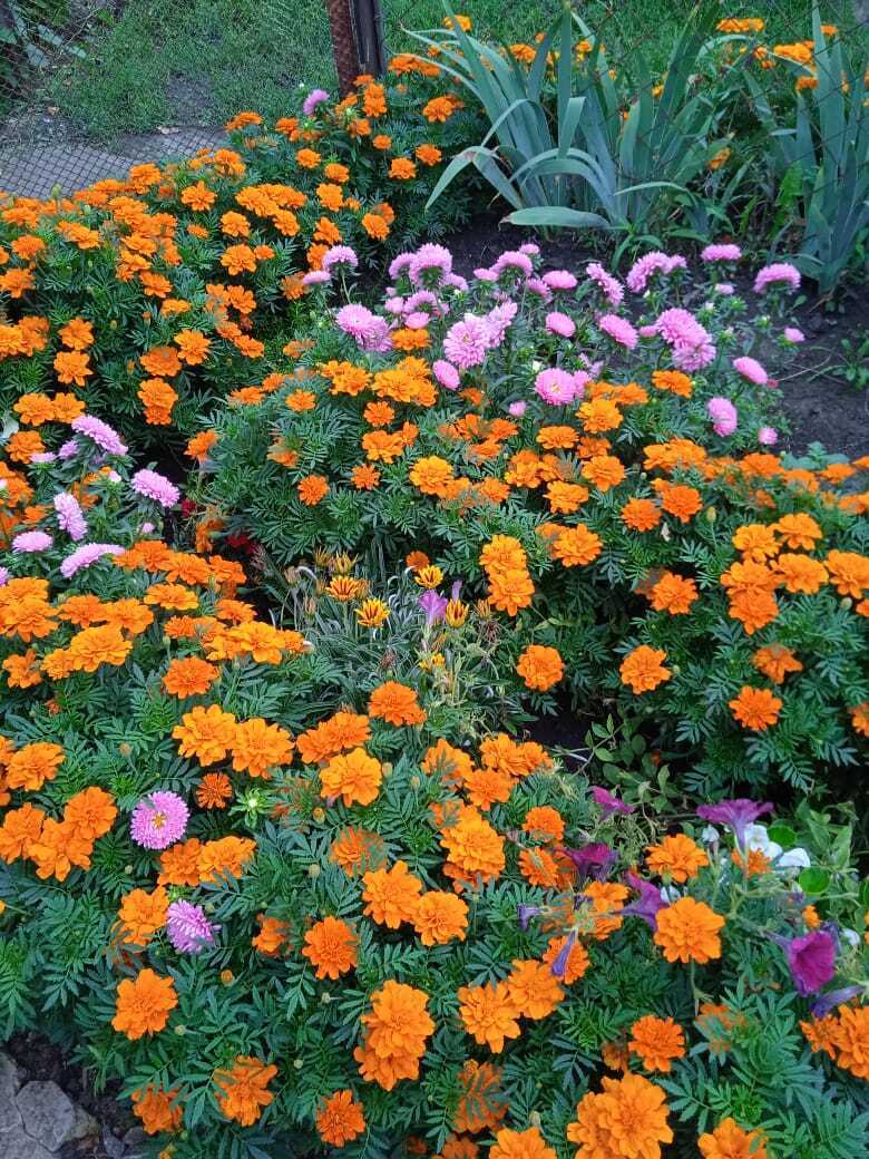 Цветочная экскурсия. Продолжение. Часть вторая