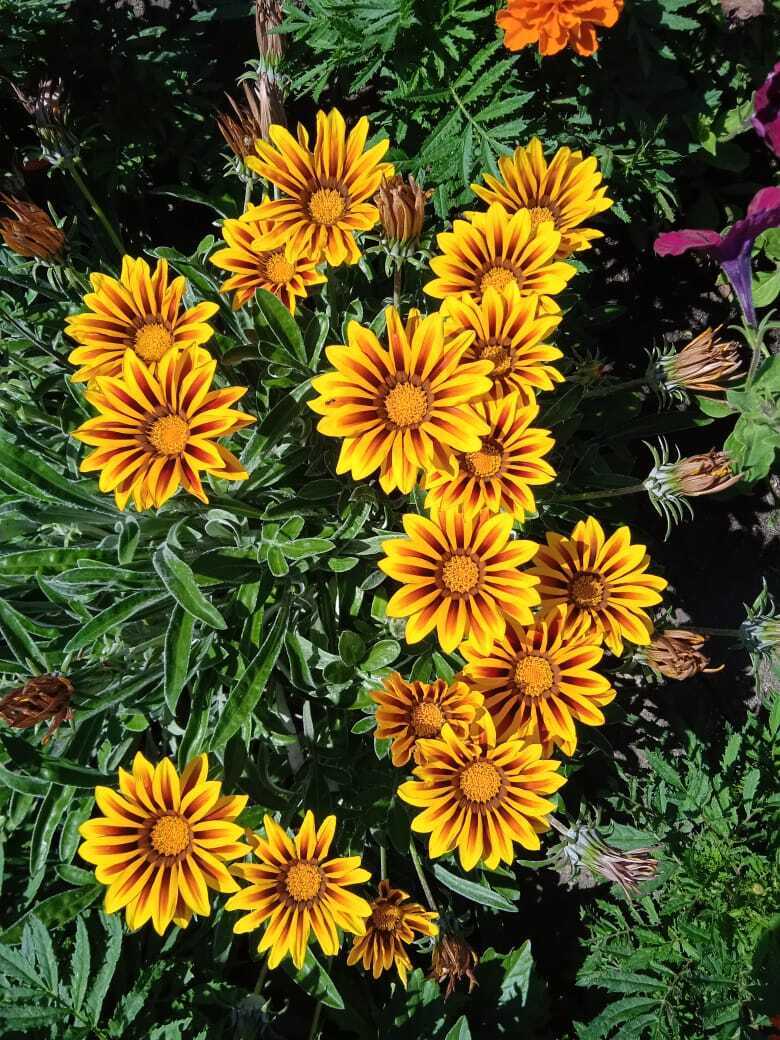 Цветочная экскурсия. Продолжение. Часть вторая