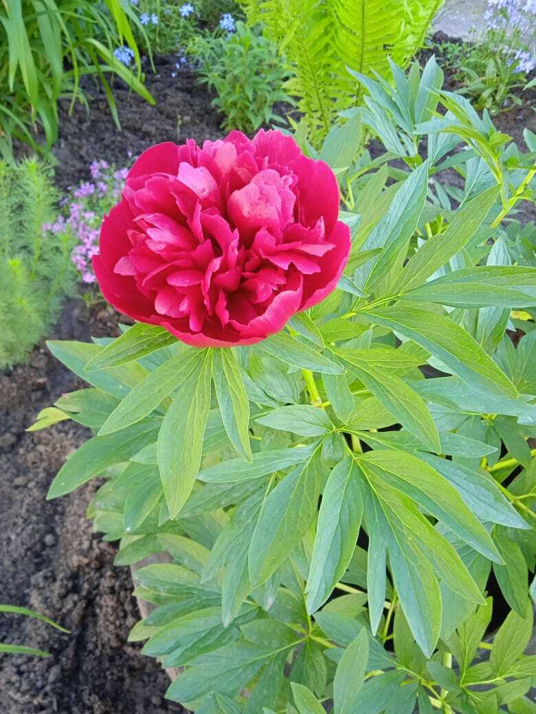 Цветочная экскурсия. Продолжение. Часть вторая