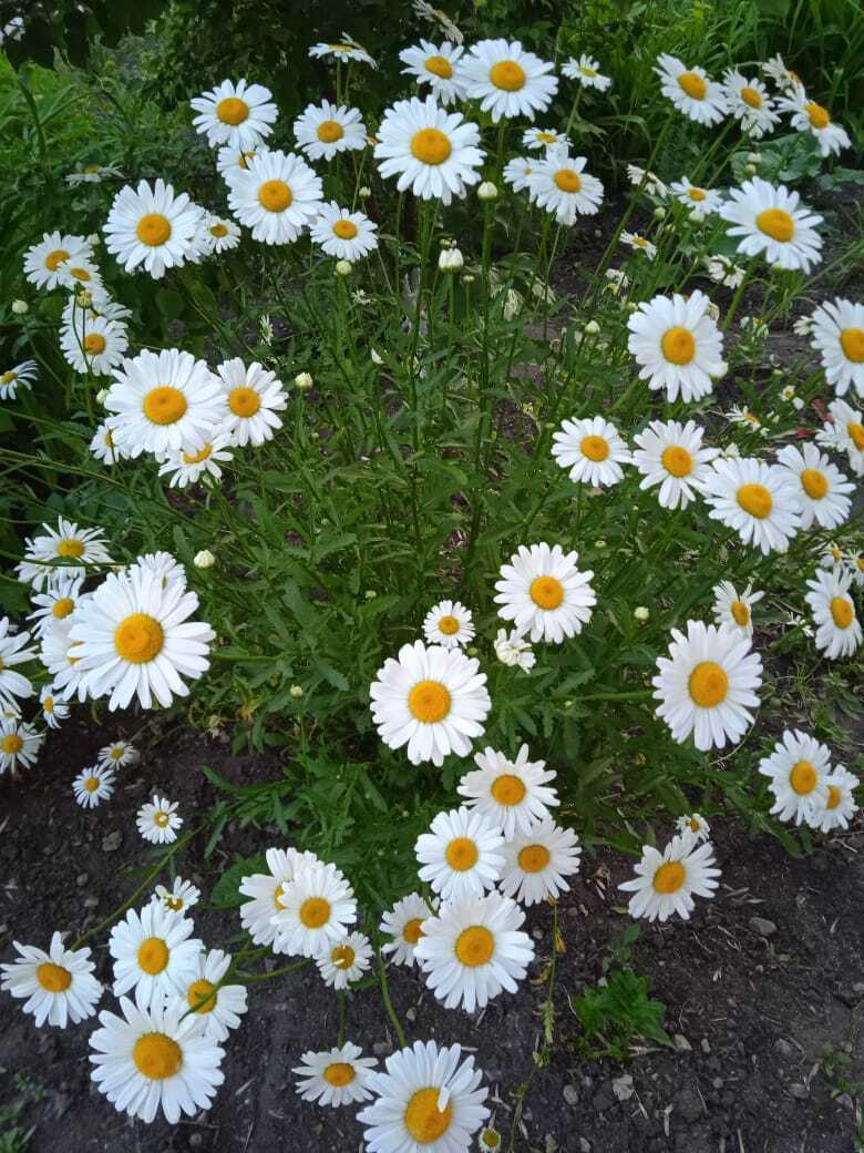 Цветочная экскурсия. Продолжение. Часть вторая