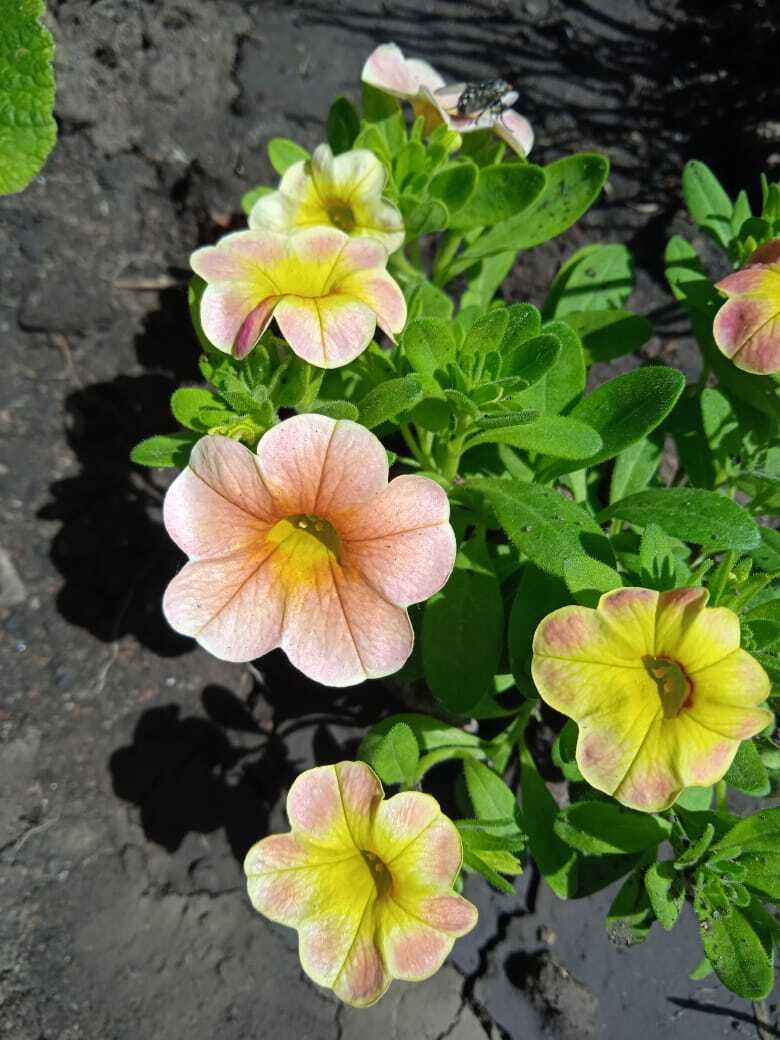 Цветочная экскурсия. Продолжение. Часть вторая