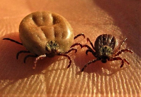 Осторожно: на юге страны клещи переносят новый штамм крымской лихорадки