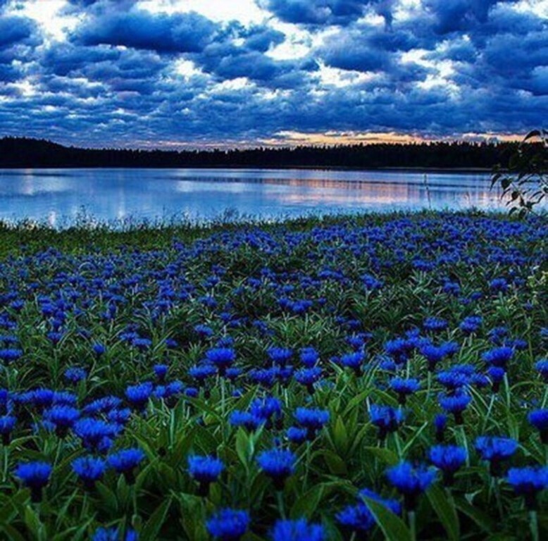 Натуральные цвета : Происхождение и символика пяти основных цветов