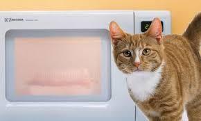 Премия Стеллы (самые неординарные иски). Часть первая