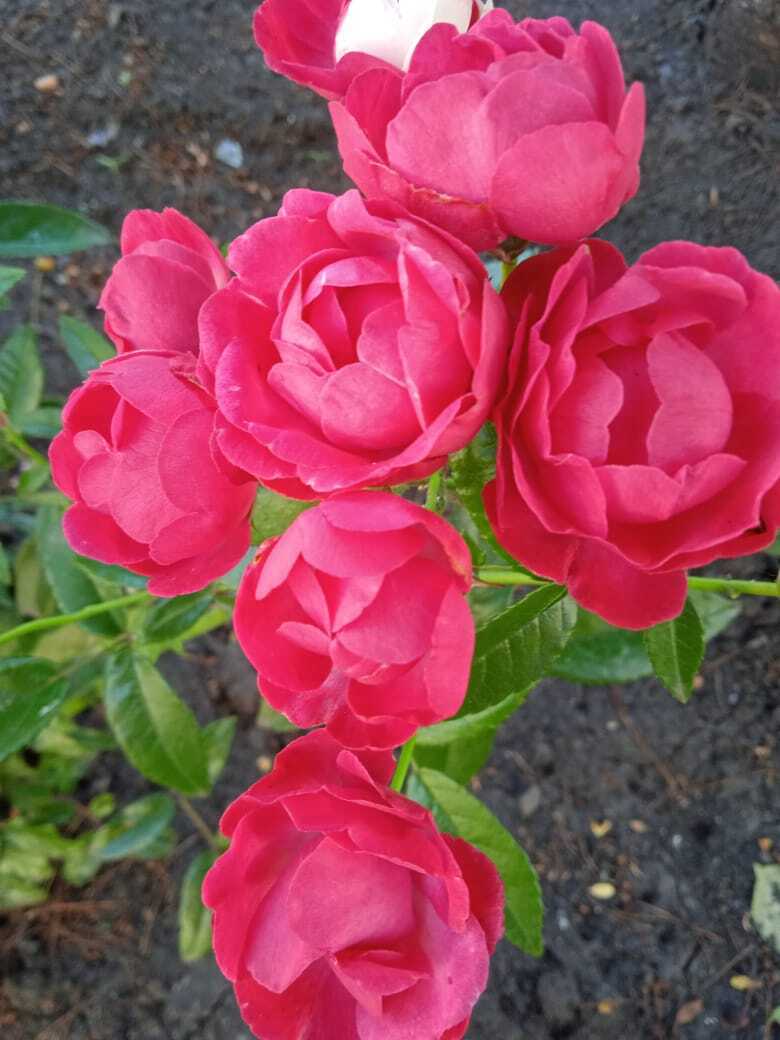 Цветочная экскурсия.Роза-королева цветов. Часть третья.