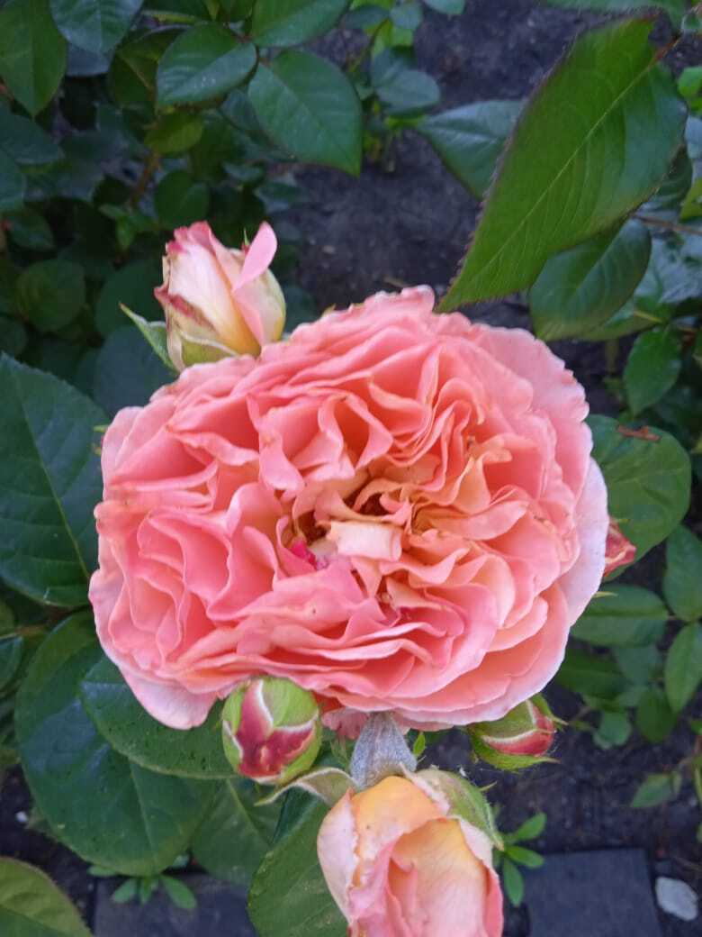 Цветочная экскурсия.Роза-королева цветов. Часть третья.