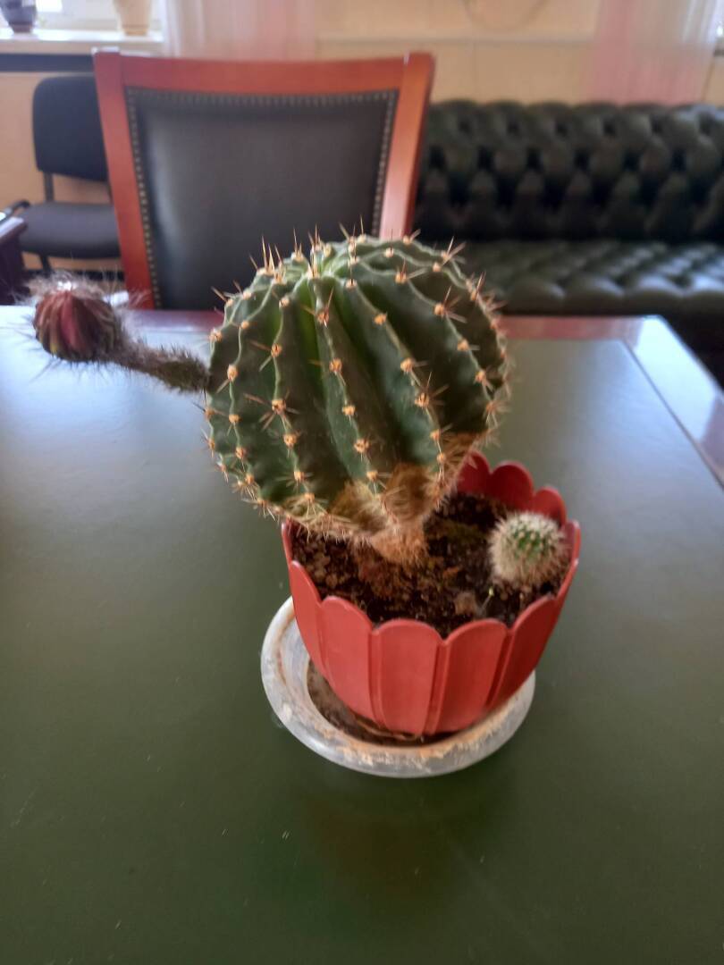 Бесплатная юридическая помощь. Студенческие юридические клиники. Назовут же...