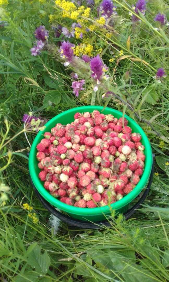 Земляничное лето