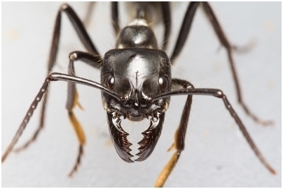 Муравьиные законы