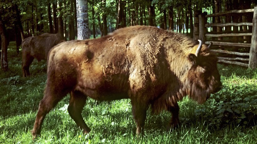 Лесные тропы, святой источник и усадьбы: куда отправиться в поход по Подмосковью