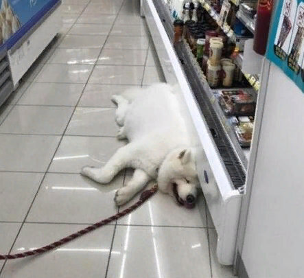 Удивительные домашние животные: подборка ТОП-5 смешных фото домашних питомцев, прикольные и милые