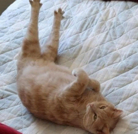 Удивительные домашние животные: подборка ТОП-5 смешных фото домашних питомцев, прикольные и милые