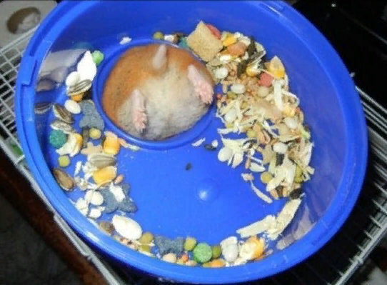 Удивительные домашние животные: подборка ТОП-5 смешных фото домашних питомцев, прикольные и милые