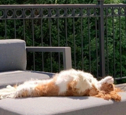 Удивительные домашние животные: подборка ТОП-5 смешных фото домашних питомцев, прикольные и милые