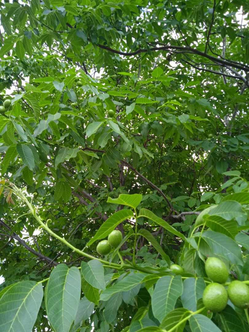 Грецкий орех- кладезь витаминов. Новое лечебное чудо моего сада.