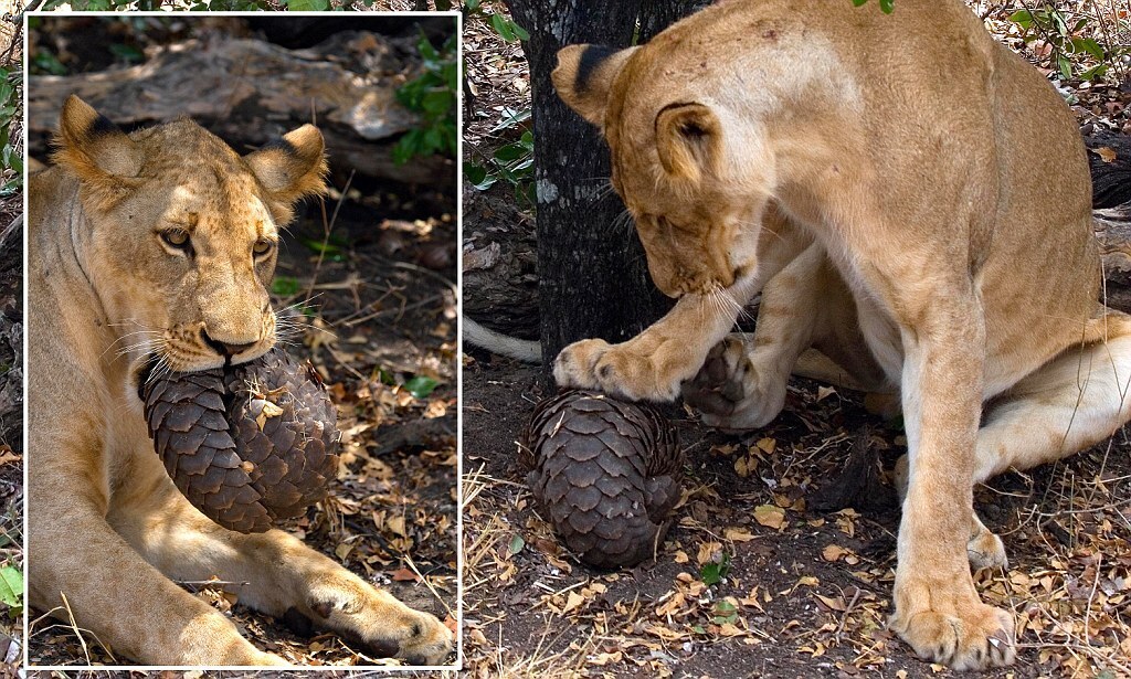 Панголин неподвластен льву