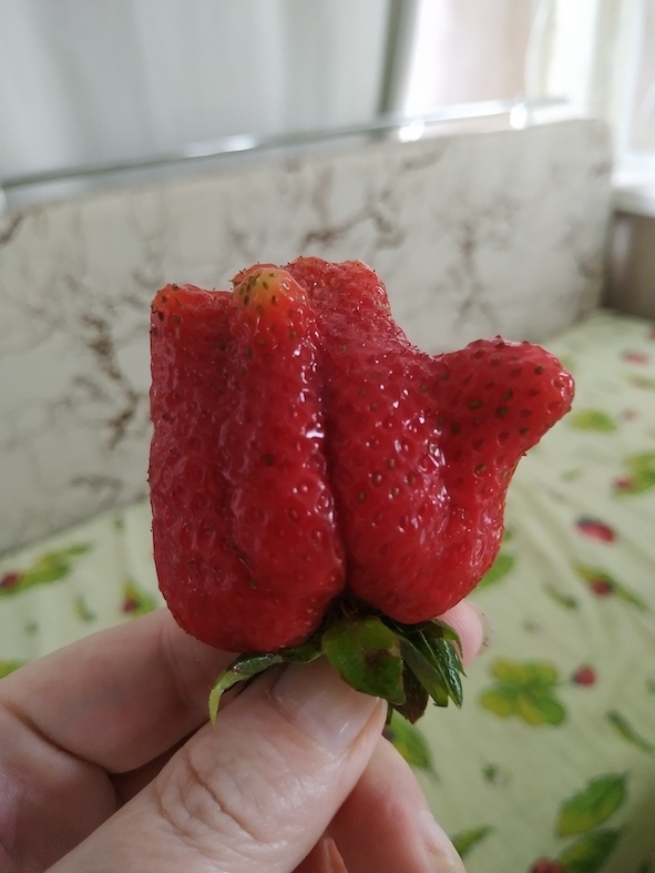 Маринованные огурчики. Мой лучший рецепт, проверенный временем, плюс секретики