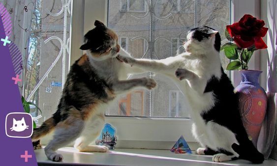 Что делать если соседский кот бьет моего кота?