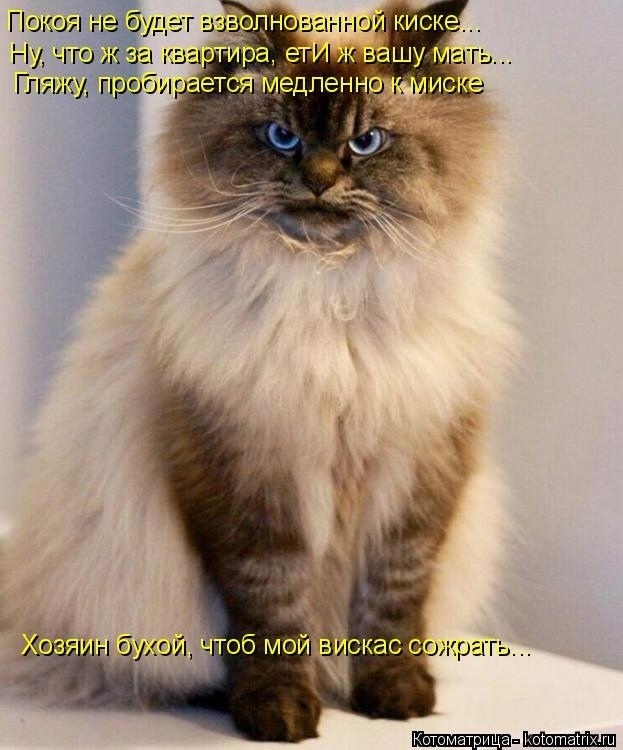 Наши любимые "хвостики"