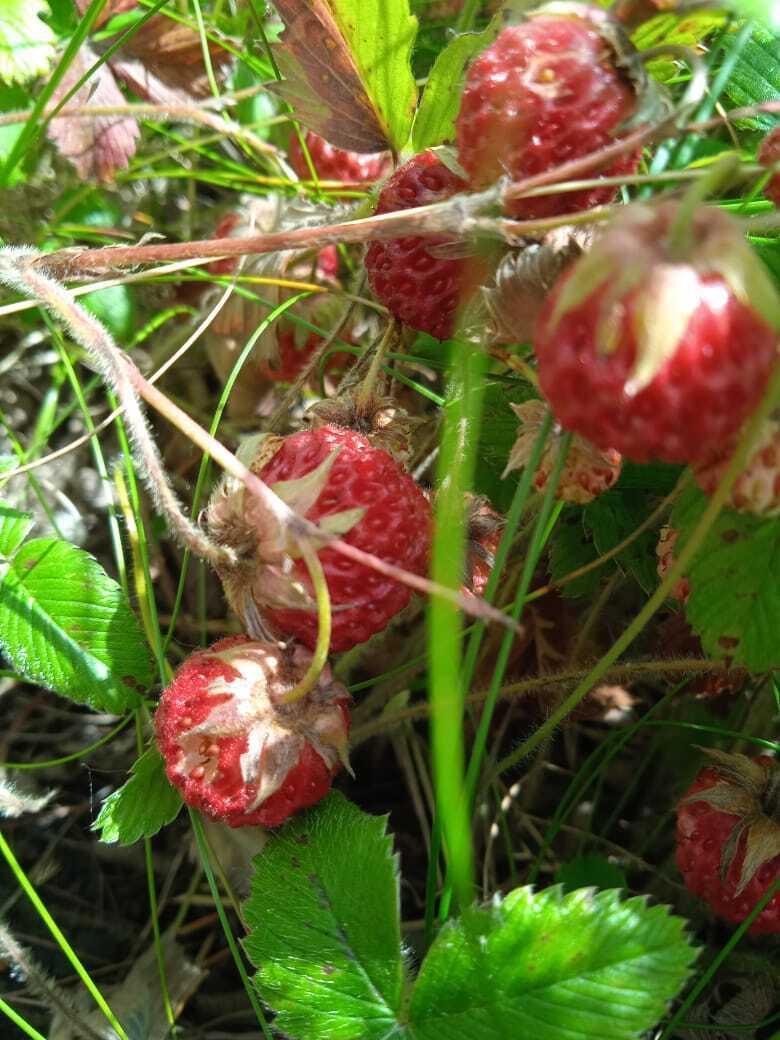 Земляничный букет для любимых