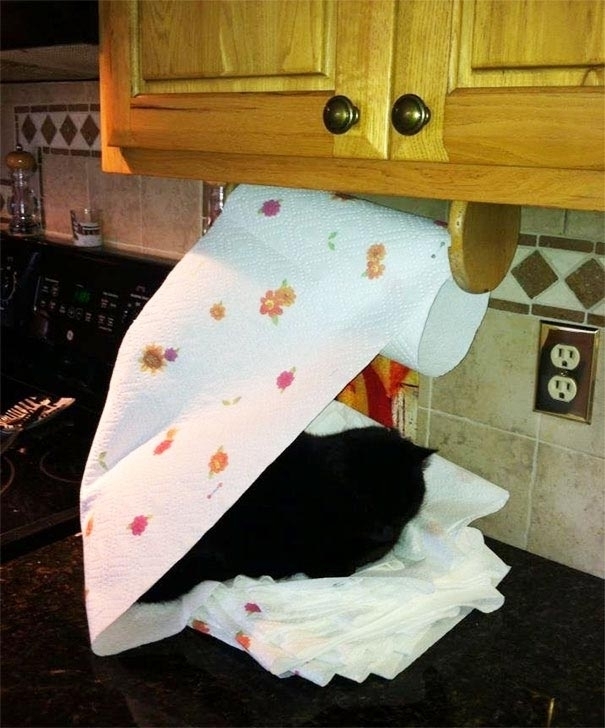 Смешные домашние животные - ТОП 5