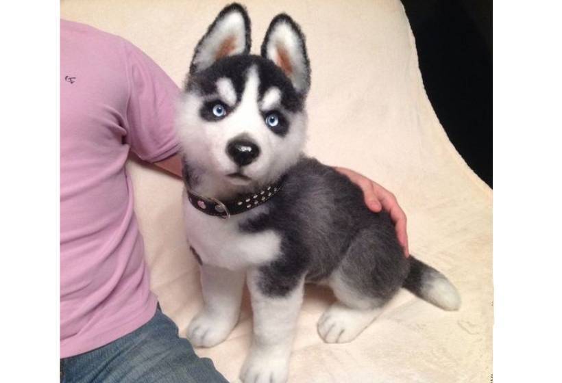 Можно ли через интернет торговать щенками без ИП и НПД?