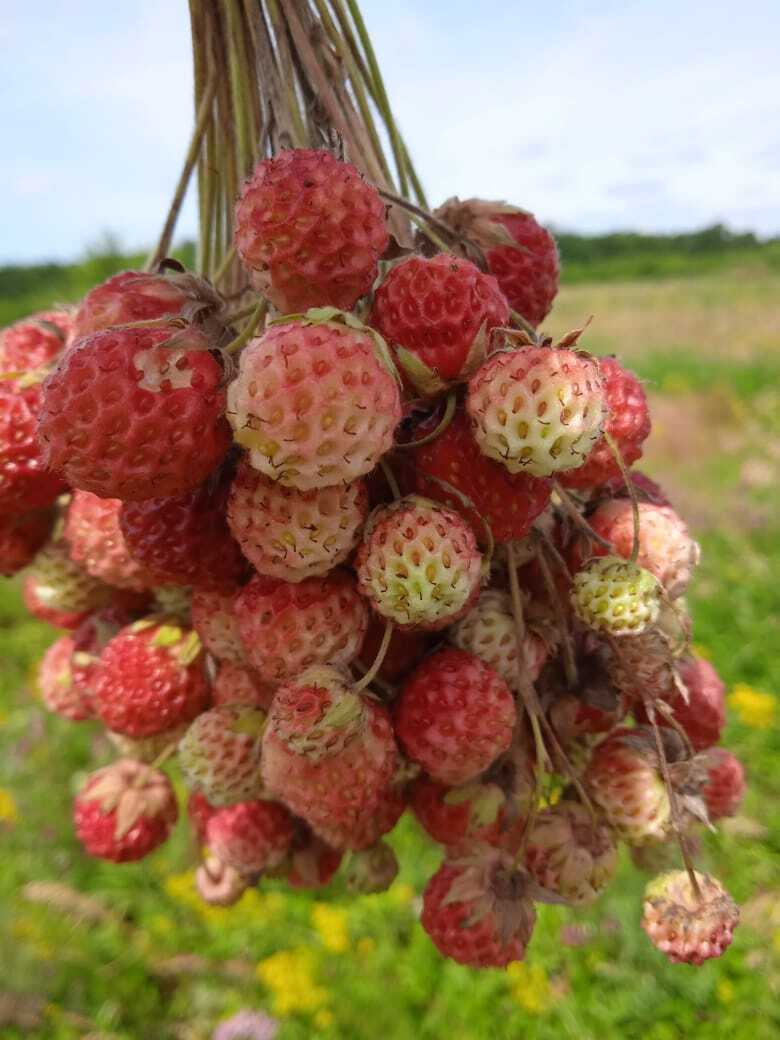 Земляничный букет для любимых