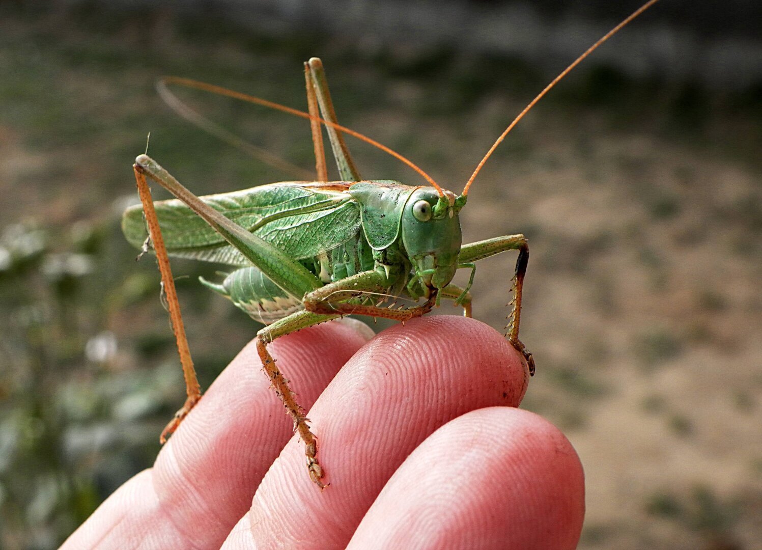 Камчатский министр назвал бюджетных туристов «нищебродствующей саранчой». Подобные перлы мы слышим от чиновников уже не в первый раз.