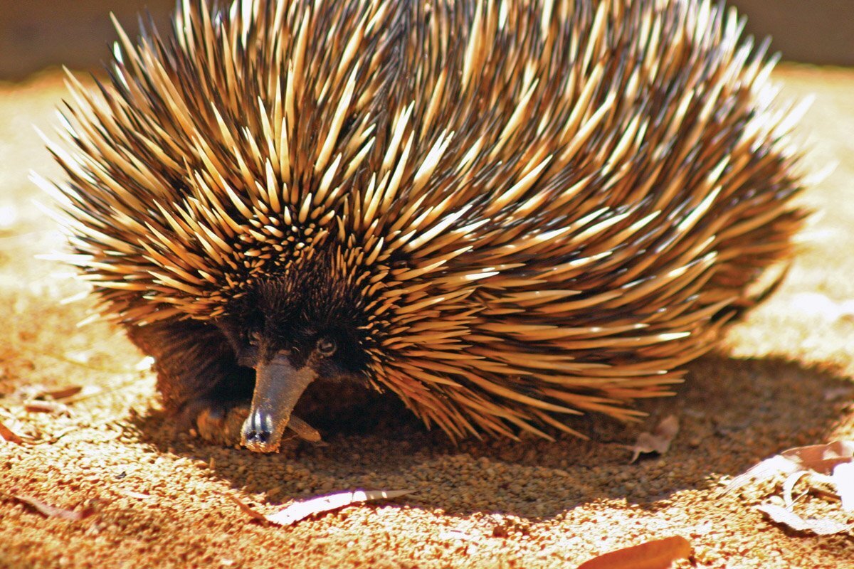 Единственное животное, которое не убегает от пожара.