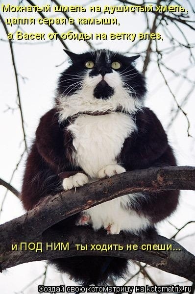 Наши любимые "хвостики"