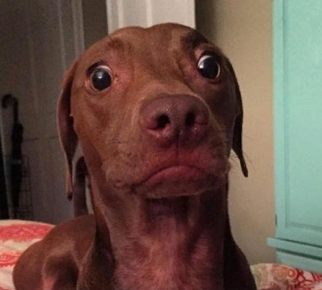 Удивительные братья наши меньшие - собаки: подборка ТОП-5 милых фото собак, смешные и прикольные