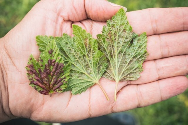 Как избавиться от тли на своем участке или огороде: методы и способы борьбы с насекомыми при помощи мыла, цедры лимона, золы и профилактика!