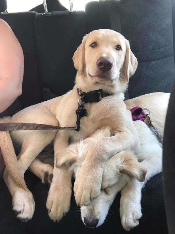 Смешные домашние животные - ТОП 5