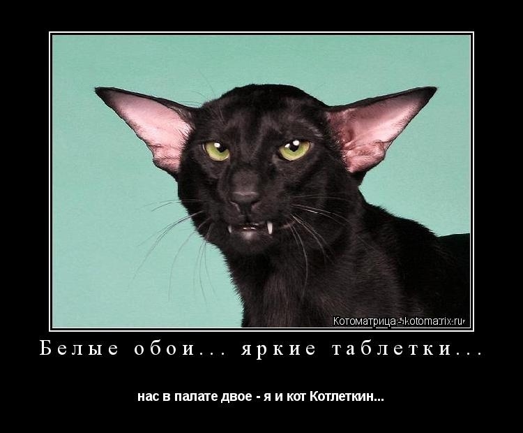 Немного кошачьего экстрима (слабонервным не смотреть!)