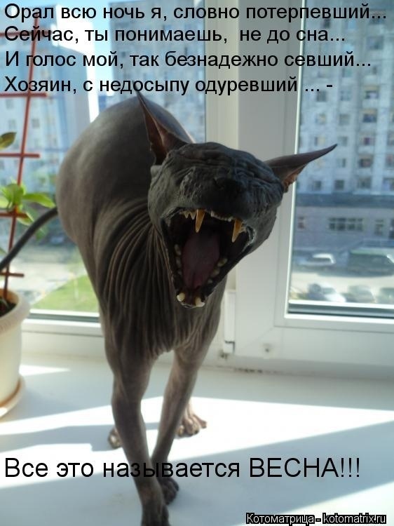 Немного кошачьего экстрима (слабонервным не смотреть!)