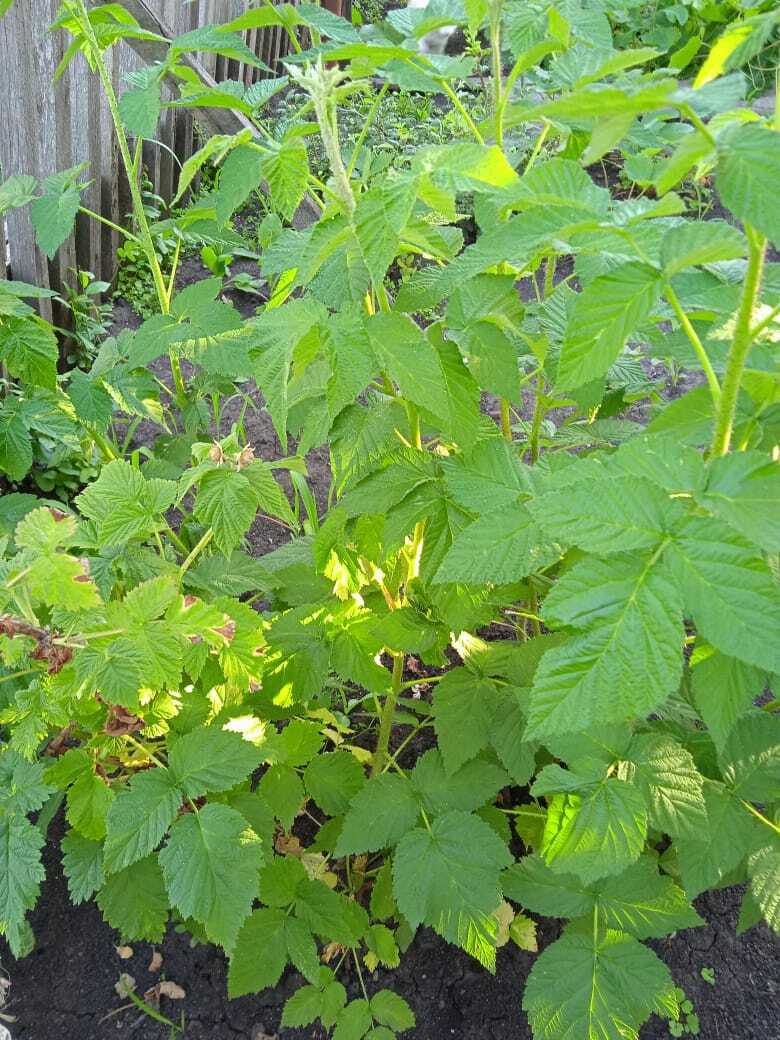 Малиновое дерево: что это за чудо