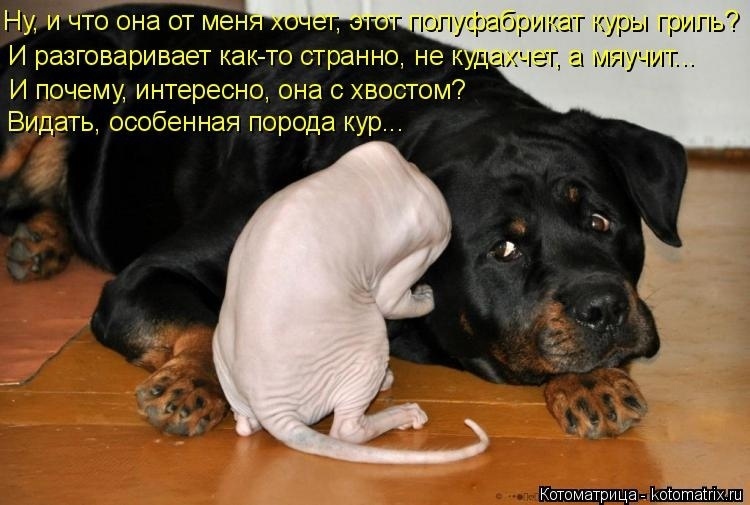 Немного кошачьего экстрима (слабонервным не смотреть!)